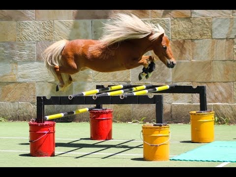 Crunch FREE JUMPING - NEW Miniature Horse Jumping Champion